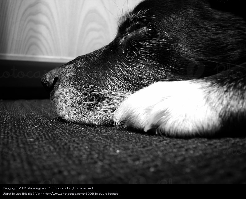 Sleeping Dog